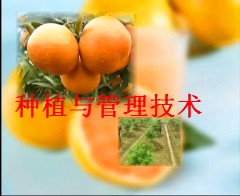 柑桔类的种植与管理技术(视频)
