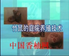 竹根鼠的养殖技术(视频)