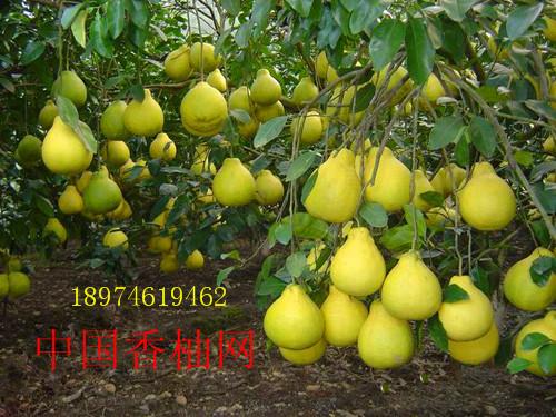 柚子有哪几个品种 哪个品种最好吃 江永香柚苗 中国香柚网