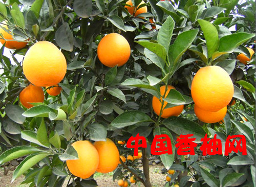供应脐橙苗 供应脐橙苗