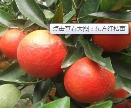 供应东方红桔苗